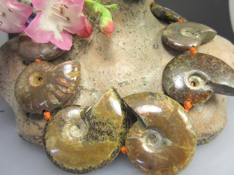 Muschel Ammonit