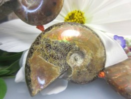 Opalisierende versteinerte Muscheln/Ammonite als ganzer Strang