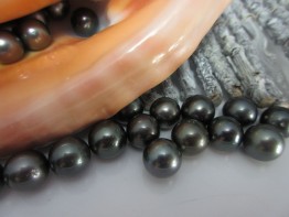 Perlen rund Tahitiperlen 11mm ohne Bohrung 49.- Euro
