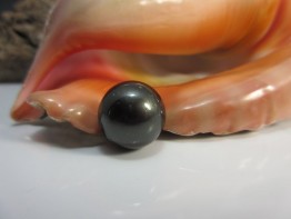 Tahitiperle schwarz,einzelne Perle gigantische 15,2mm Nr.1